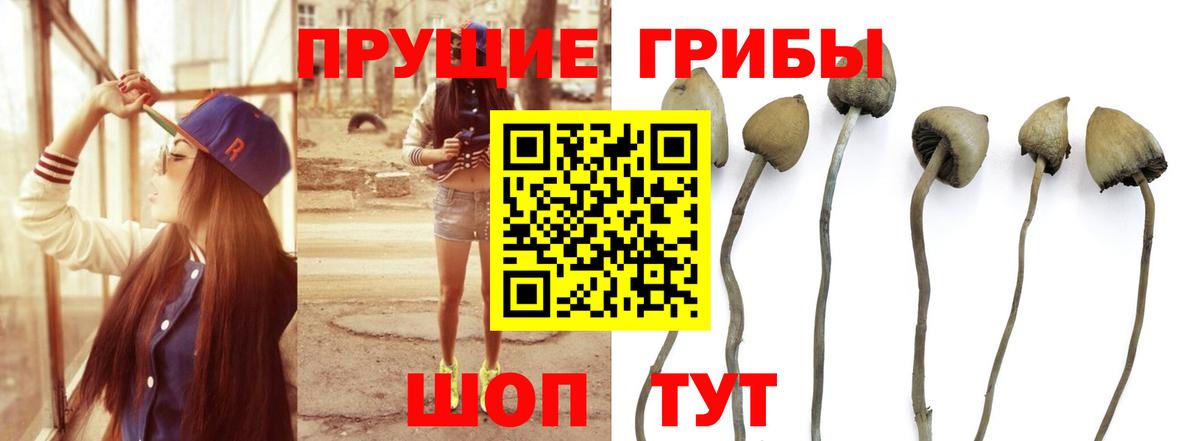 Галлюциногенные грибы Cubensis  Вход с VPN  Муром 